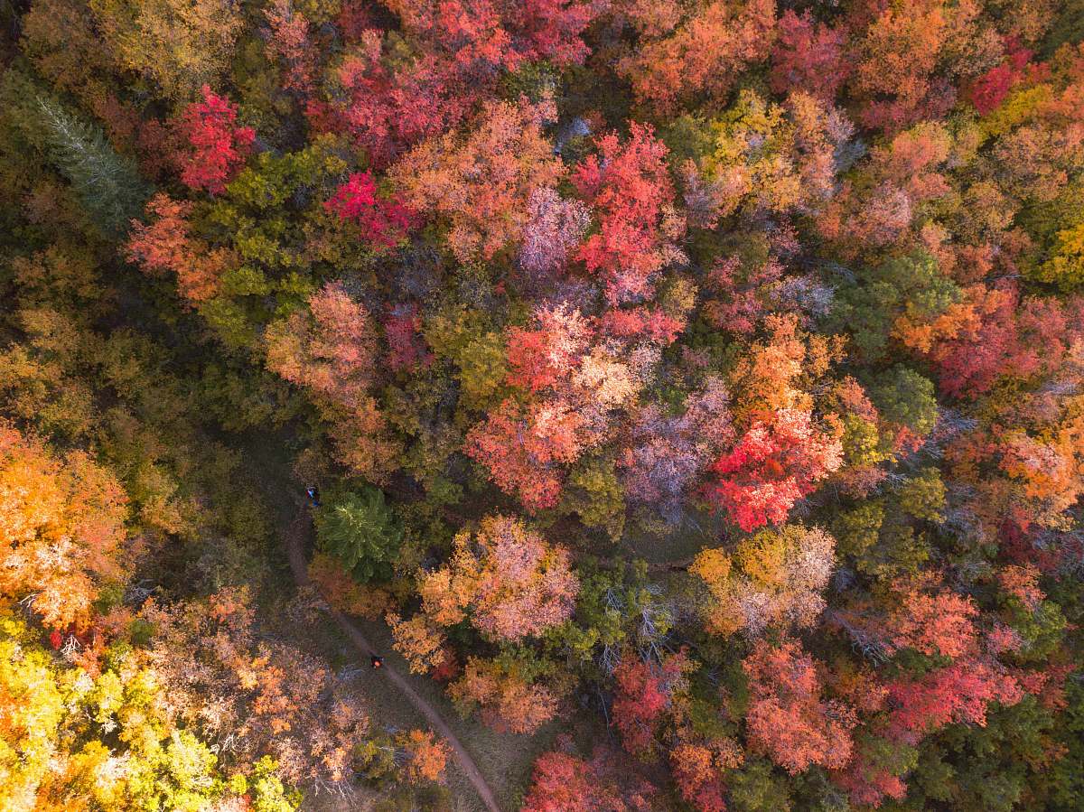 united states aerial photography of multicolored flower trees forest
